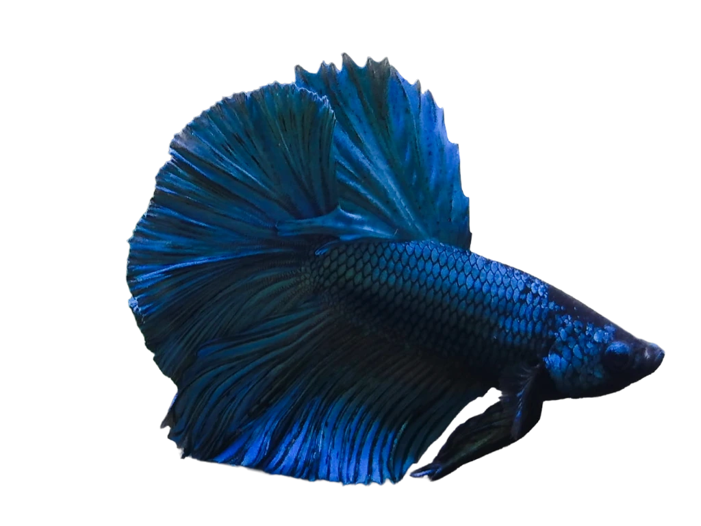 Blauer Kampffisch (Betta splendens Männchen) kaufen | Nano Insel Wien Prachtvoller blauer Kampffisch Betta splendens Männchen mit großen Flossen vor weißem Hintergrund.